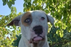 Chien maltraité : qui veut adopter Opape ?