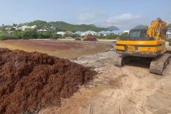 Après 14 000 tonnes ramassées en 2024, Saint-Martin double son budget pour lutter contre les sargasses