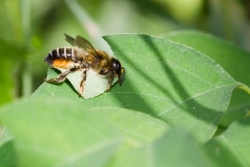 Semaine des fleurs pour les abeilles : quelles sont les espèces pollinisatrices qui peuplent Saint-Pierre-et-Miquelon ?