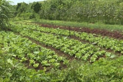 VIDEO. Intempéries 2024 : les demandes d'aides d'urgence pour les agriculteurs sinistrés sont à déposer avant le 6 juin