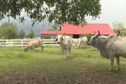 Une vache brahmane de Martinique, égérie du Salon international de l'agriculture 2026