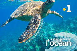 Polynésie la 1ère célèbre la Journée mondiale de l’océan avec une programmation spéciale dimanche 8 juin