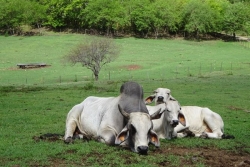 "On dit que c'est la 4X4 des savanes", une vache martiniquaise égérie du prochain salon de l'agriculture