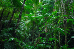 Nuit des forêts: soirée cinéma autour de l’Amazonie à Cayenne