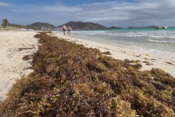 La gestion des sargasses en Guadeloupe et dans les îles du Nord critiquée par la Cour des comptes
