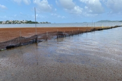Sargasses en Martinique : les failles de la gestion locale pointées par un rapport officiel