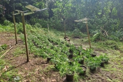 669 pieds de cannabis saisis aux îles Sous-le-Vent, aux Tuamotu et aux Australes