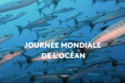 Journée mondiale de l'océan : plongez dans les profondeurs des Outre-mer avec 9 documentaires exceptionnels