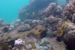 UNOC 2025. "Les super coraux n’existent pas", selon un chercheur de Nouméa en Nouvelle-Calédonie