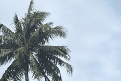 MÉTÉO. Les îles du Vent sont placées en vigilance orange en raison de fortes pluies