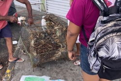 Le matoutou de Pentecôte demeure apprécié en Martinique
