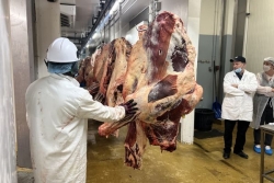 Filière viande : reprise des concours et des ventes aux enchères pour valoriser l'élevage local