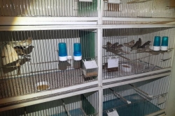 La gendarmerie met fin à un trafic d’oiseaux entre Maurice et La Réunion