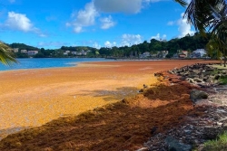 Sargasses : des chercheurs ont trouvé l'origine de la prolifération des algues aux Antilles