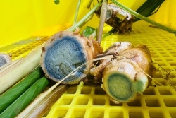 Diversification agricole : expérimentations autour du safran noir en vue d’une potentielle et future exploitation