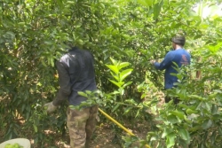 VIDEO. Citrons volés, revenus envolés, un agriculteur de Ducos lance l'alerte