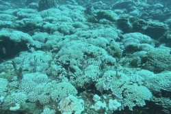 UNOC 2025 : les îles du Pacifique appellent les pays riches à protéger plus efficacement l'océan