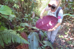 Biodiversité : en Guadeloupe, la guerre contre le "cancer vert" est déclarée
