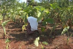 Les agriculteurs mahorais tentent de se relever tant bien que mal de Chido, six mois après le cyclone