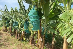 La fusariose, une maladie du bananier qui inquiète les planteurs de Martinique