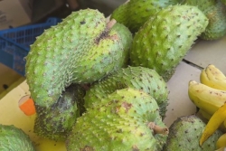 Guadeloupe : une étude révèle un lien entre la consommation de certains fruits et leurs feuilles et la maladie de Parkinson