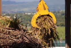 Les Etats Généraux de la canne lancés vendredi, pour tenter de sauver la filière à La Réunion