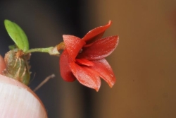 Porpax Lydwineae, l'orchidée calédonienne "qui tire la langue" est en danger critique d'extinction