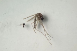 "Oropouche", ce nouveau virus qui inquiète les autorités sanitaires aux Antilles-Guyane