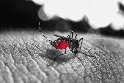 Chikungunya : 4 décès supplémentaires , le nombre de décès s'élève à 27