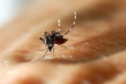 Chikungunya : une personne contaminée à La Réunion "possiblement à l’origine" d'un des deux cas autochtone identifiés dans l'Hexagone