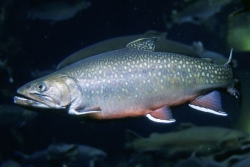 Une thèse universitaire éclaire la fragilité d'un poisson emblématique à Saint-Pierre et Miquelon