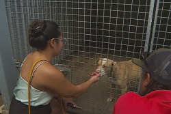 SIGFA : changer le regard sur l'adoption des chiens errants