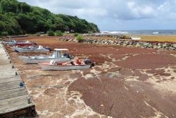 EN IMAGES. Invasion des sargasses en Martinique : paysage de désolation au Marigot et à Sainte-Marie