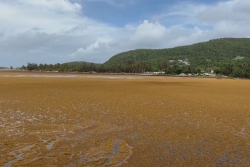 Annulation de rotations maritimes et économie en berne à La Désirade : un ensablement empêche l’évacuation naturelle des sargasses