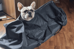 TÉMOIGNAGES. Emmener son chien au travail, "ça fait du bien à tout le monde, et ça crée du lien"