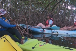SÉ LA KAY NOU. Découverte de la mangrove de la baie de Génipa à Ducos
