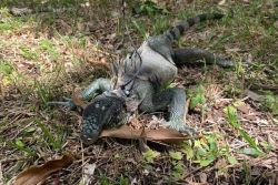 D'où vient-il, pourquoi faut-il l'éliminer ? 4 choses à savoir sur l'iguane rayé, espèce exotique envahissante en Martinique
