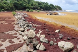 Valorisation des sargasses en Martinique : des algues aux cercueils, matériaux de construction ou bio-carburant