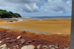 Sargasses : deux associations de Martinique portent plainte pour inaction environnementale