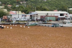 Envahie par les algues sargasses et coupée du monde, des solutions annoncées pour l'île de La Désirade