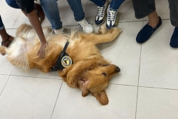Tandem, golden retriever de trois ans, aide à surmonter les angoisses d'un procès