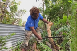VIDÉO. À Lifou, vanille et santal font recette... mais pas à n'importe quel prix