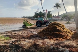 Sargasses à la Désirade : des travaux entrepris pour restaurer l'accès au port