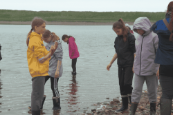 "Ce sont vraiment les enfants qui décident" : à Miquelon, les élèves deviennent acteurs de la biodiversité