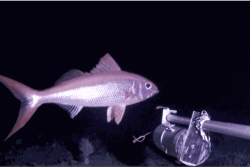RECHERCHE. L'intelligence artificielle au service de la biodiversité sous-marine
