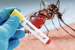 Dengue en Martinique : circulation sporadique, situation sous contrôle
