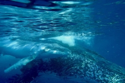 Huit choses à savoir sur la campagne 2025 d'observation des baleines en Nouvelle-Calédonie