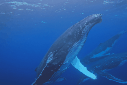 Pendant l'hiver austral, la migration des baleines à bosse vers l'Australie