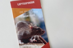 Pourquoi la Calédonie s'inquiète de plus en plus face à la recrudescence de la lepstospirose