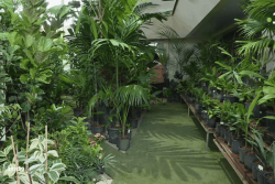 VIDEO. Les Floralies : quand le jardin tient salon à Nouméa